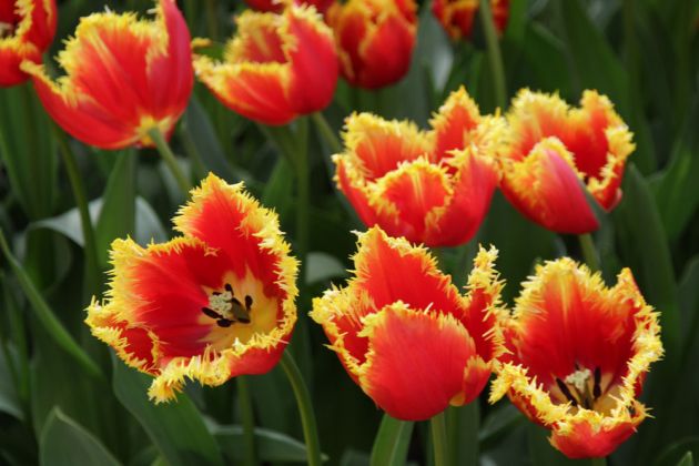 Der Keukenhof in Lisse nahe Amsterdam, ein Tulpen-Paradies Der Keukenhof in Lisse nahe Amsterdam, ein Tulpen-Paradies