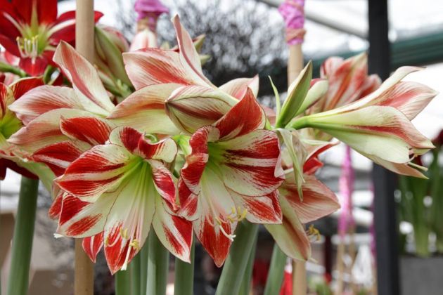 Der Keukenhof in Lisse nahe Amsterdam - farbenprächtige Amaryllis im im Pavillon Willem Alexander Der Keukenhof in Lisse nahe Amsterdam - farbenprächtige Amaryllis im im Pavillon Willem Alexander