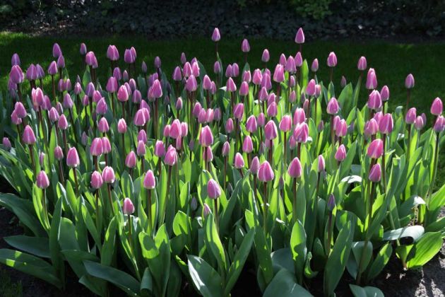 Der Keukenhof in Lisse nahe Amsterdam, ein Tulpen-Paradies Der Keukenhof in Lisse nahe Amsterdam, ein Tulpen-Paradies