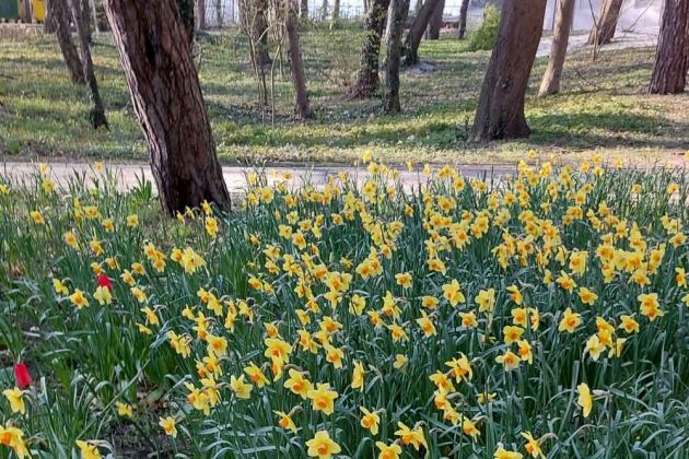 Kołobrzeg-Kolberg - Frühling im Kurpark Kołobrzeg-Kolberg - Frühling im Kurpark