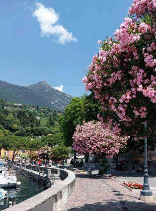 Toscolano-Maderno an der Riviera Bresciana des Gardasees - blühende Oleanderbäume an der Promenade von Maderno Toscolano-Maderno an der Riviera Bresciana des Gardasees - blühende Oleanderbäume an der Promenade von Maderno