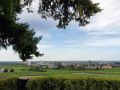 Neustadt an der Weinstrasse - ein Panorama, vom Wein-Vorort Haardt aus gesehen