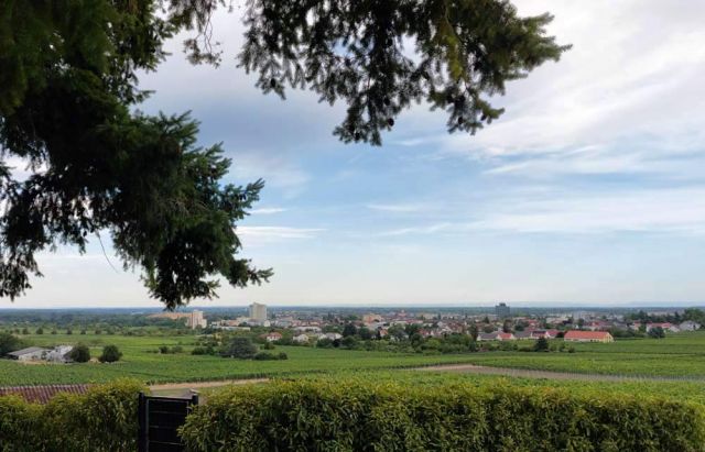 Neustadt an der Weinstrasse - ein Panorama, vom Wein-Vorort Haardt aus gesehen