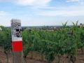 Neustadt an der Weinstrasse - die Weingärten im Neustädter Ortsteil Haardt