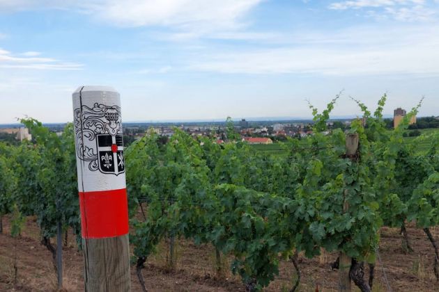 Neustadt an der Weinstrasse - die Weingärten im Neustädter Ortsteil Haardt Neustadt an der Weinstrasse - die Weingärten im Neustädter Ortsteil Haardt