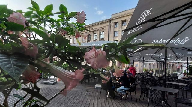 Die Altstadt von Riga - die schöne Terrasse des Olde Riga Restaurants am Domplatz Die Altstadt von Riga - die schöne Terrasse des Olde Riga Restaurants am Domplatz